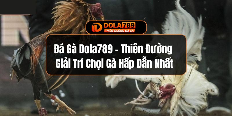 Đá Gà Dola789 - Thiên Đường Giải Trí Chọi Gà Hấp Dẫn Nhất