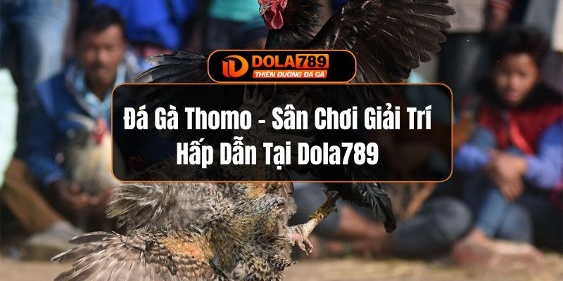 Đá Gà Thomo - Sân Chơi Giải Trí Hấp Dẫn Tại Dola789