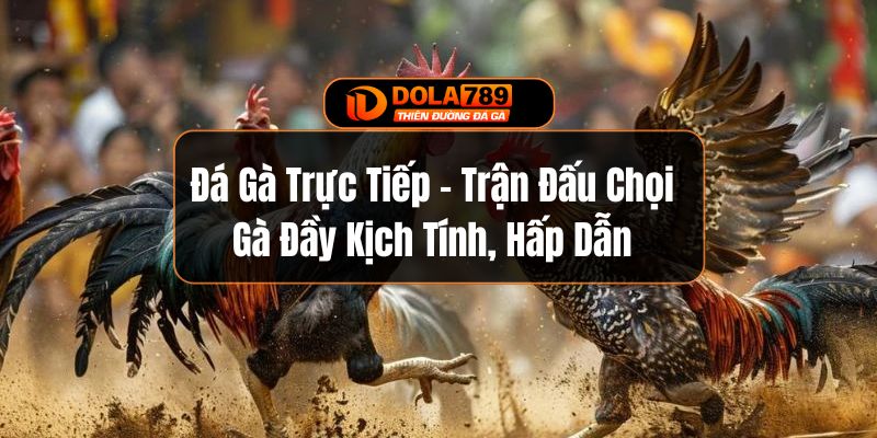 Đá Gà Trực Tiếp - Trận Đấu Chọi Gà Đầy Kịch Tính, Hấp Dẫn