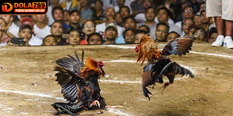Đôi nét về đá gà trực tiếp