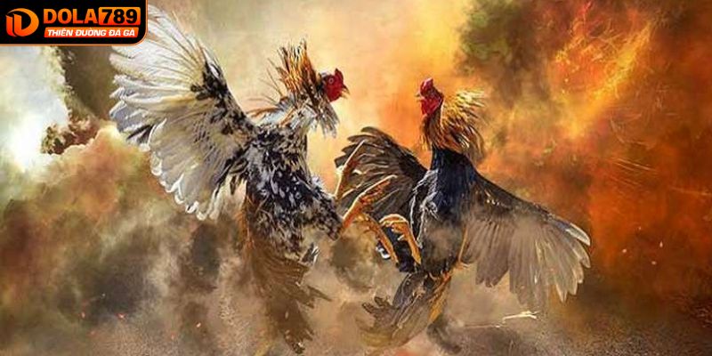 Những điều cần lưu ý khi theo dõi đá gà trực tiếp tại Dola789