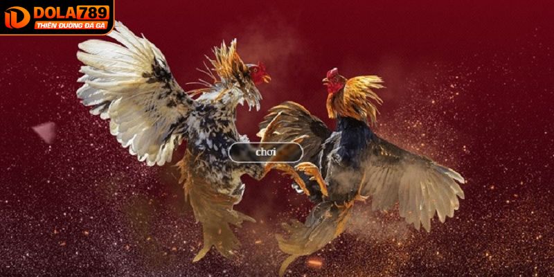 Tổng hợp các hình thức đá gà trực tiếp hấp dẫn nhất